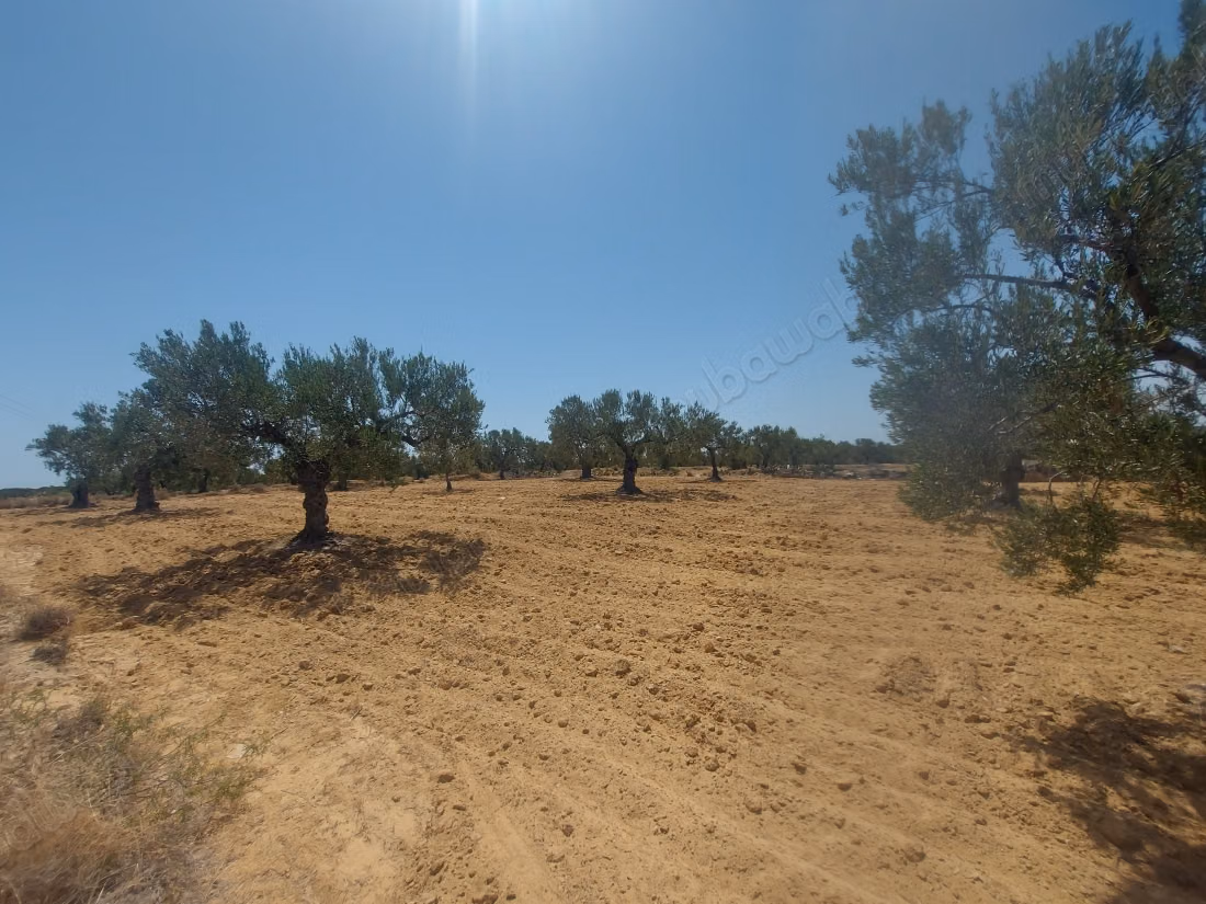 For sale - Agricultural land of 5951 m²