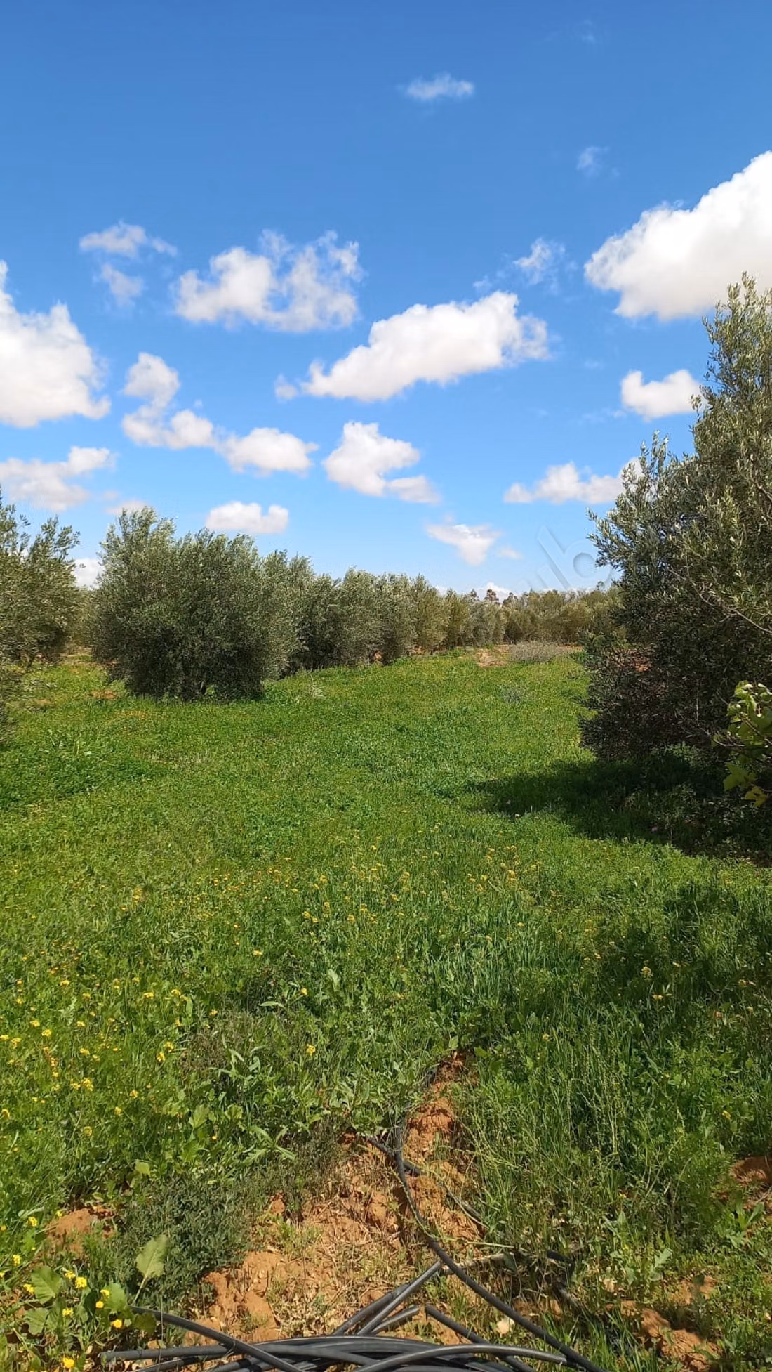 Terrain à la vente à Chichaoua. Surface totale 306600 m²