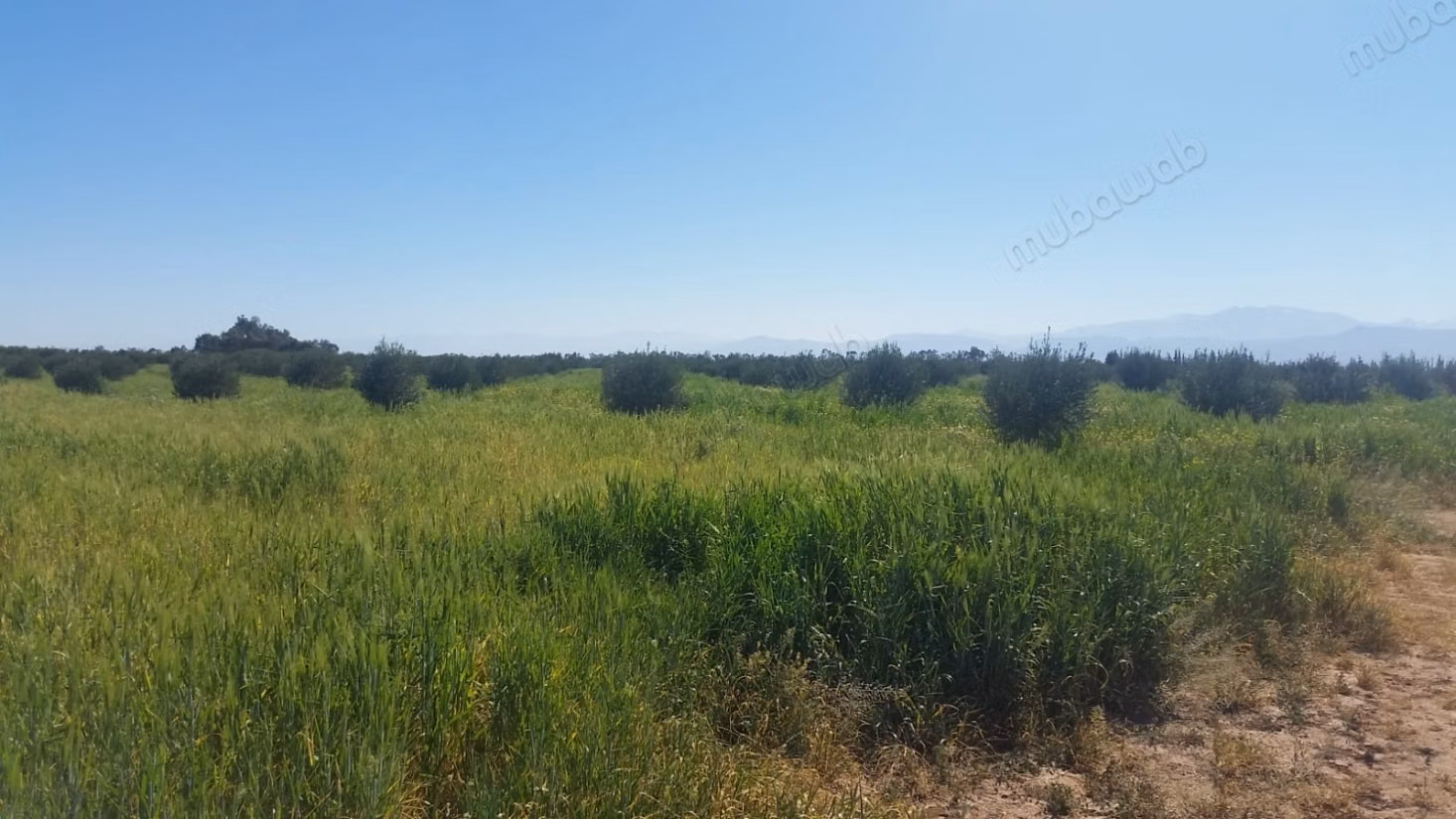 Terrain à la vente à Chichaoua. Surface totale 306600 m²