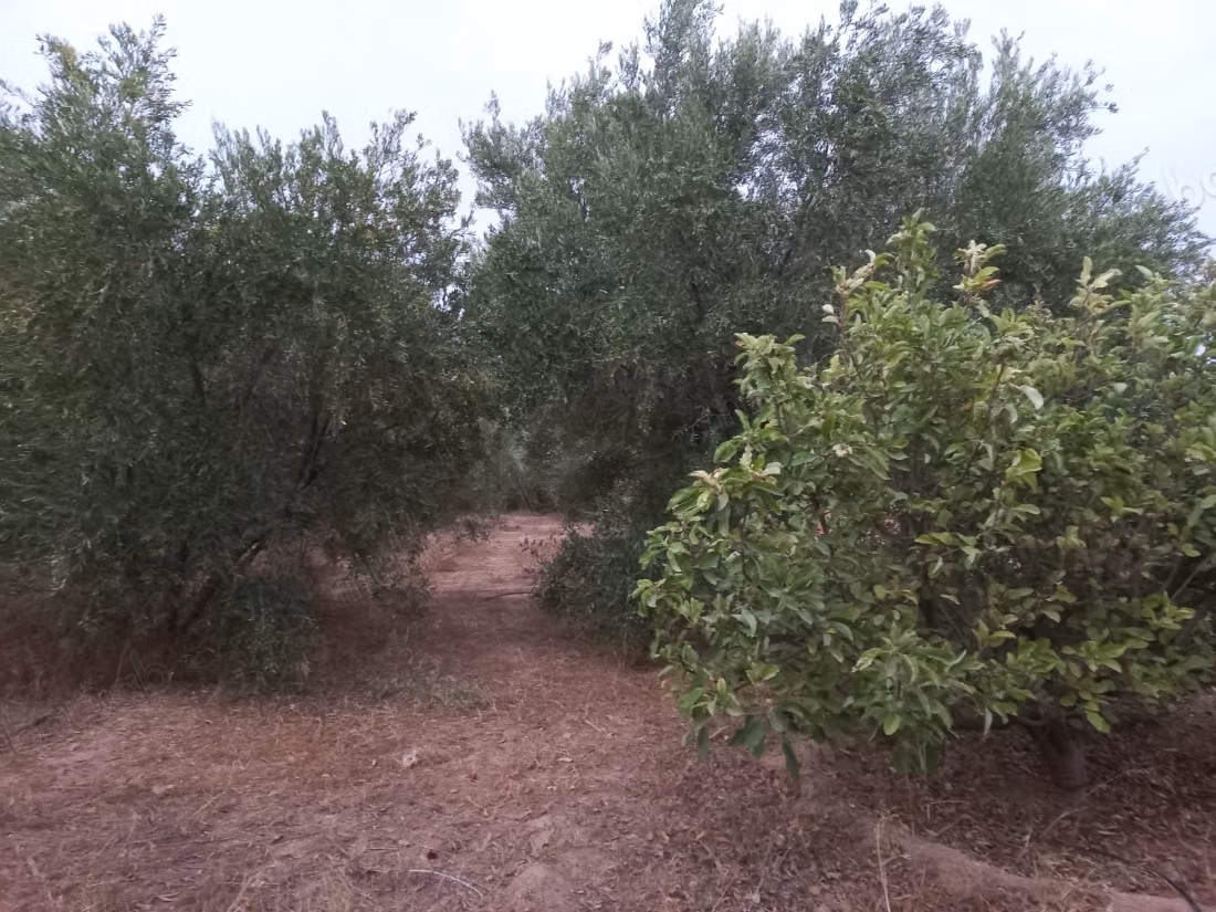 Terrain à la vente à Chichaoua. Surface totale 306600 m²