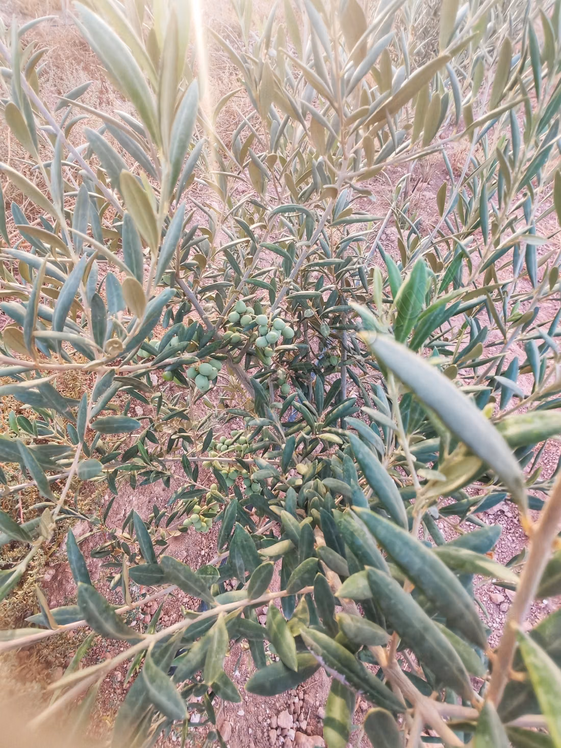 Tenuta agricola in vendita a Jawhara. Superficie 150 m². Sistema di sicurezza