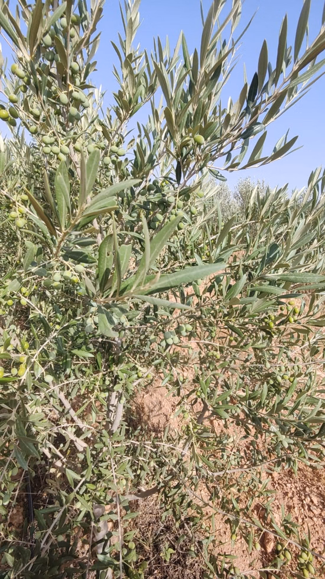 Opportunità di investimento in un uliveto