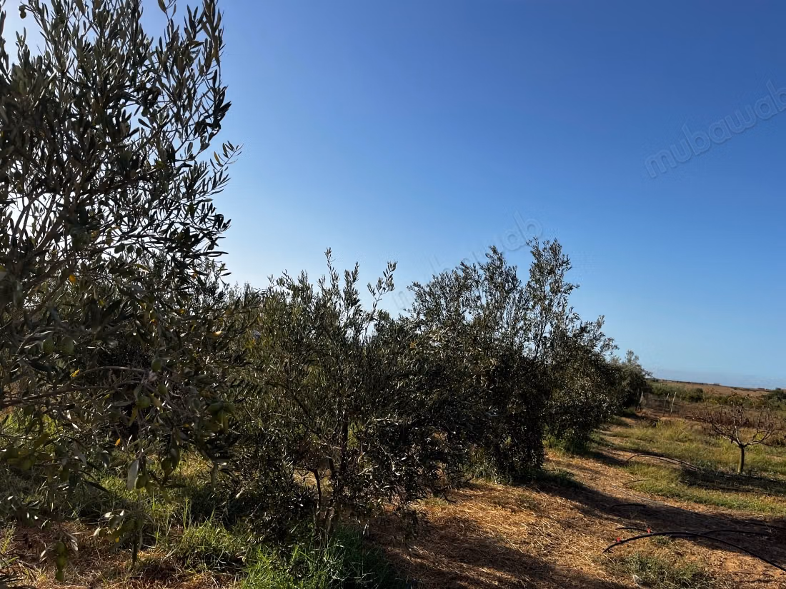 Terrain magnifique à vendre à Ait Malek. Superficie 20000 m²
