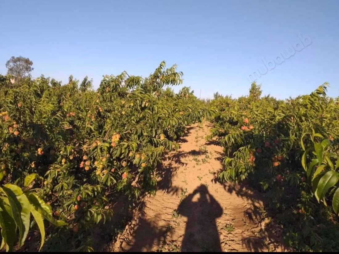 Agradable granja en venta en Tifelt. Superficie de 80000 m²