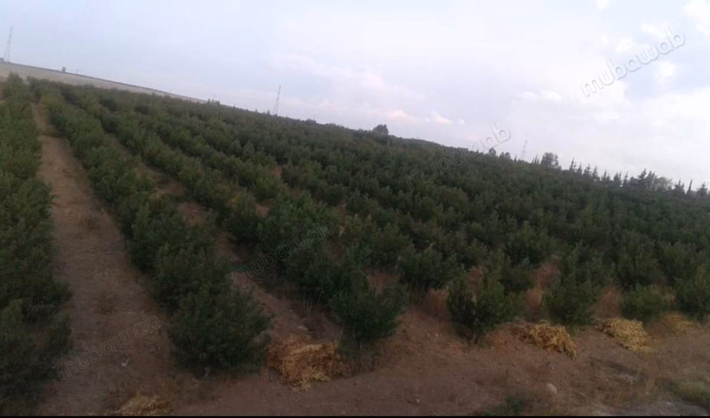 Agradable granja en venta en Tifelt. Superficie de 80000 m²