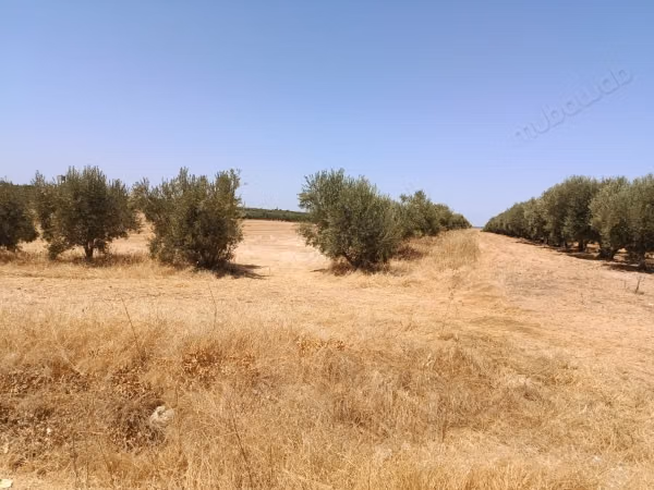 Land for sale with a total area of 70,000 m²