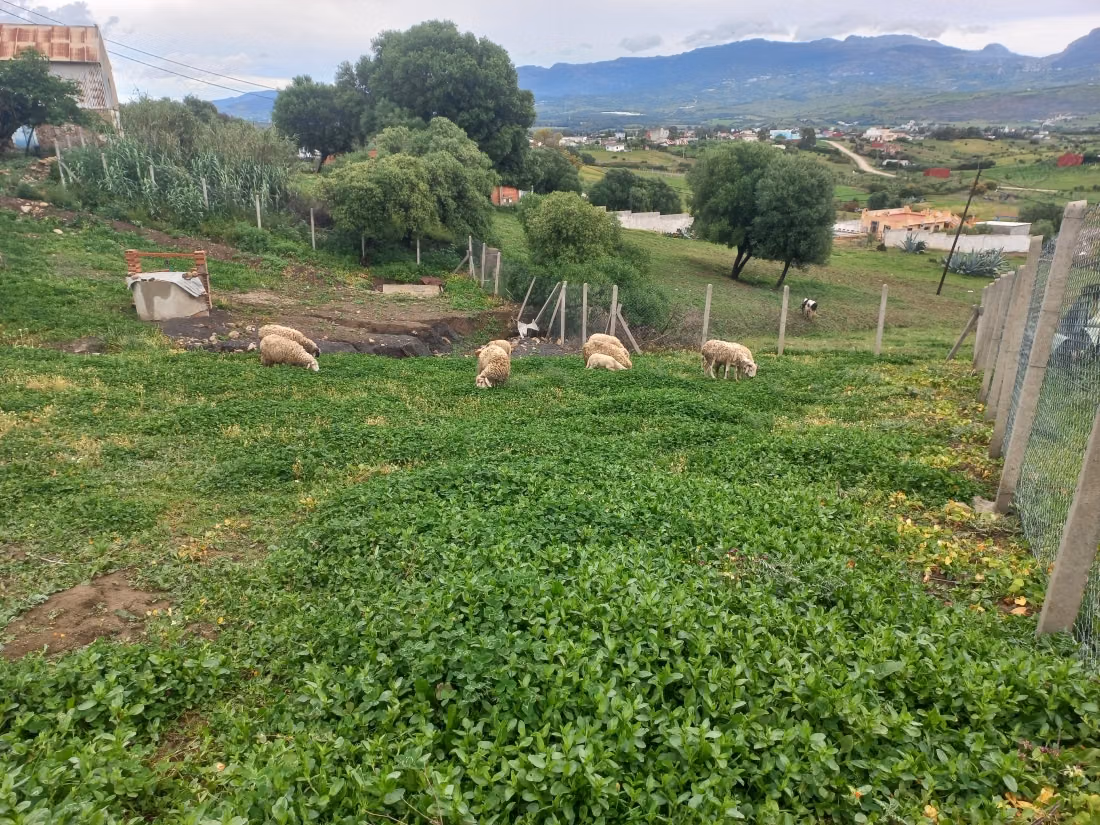Vente de terrain Titer à Souk El Kebir. Surface totale 1900 m²
