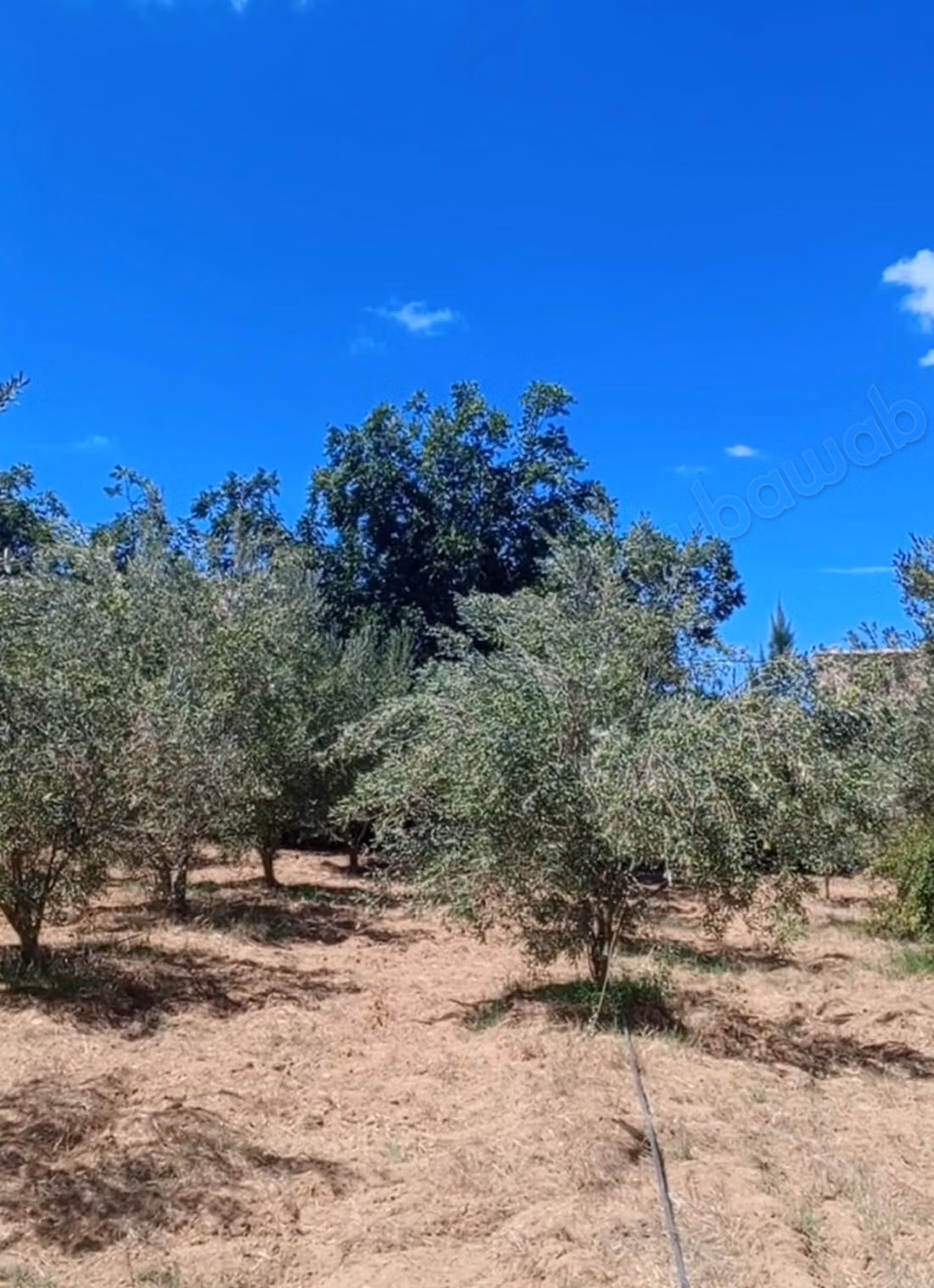Fattoria in vendita a Sidi Allal El Bahraoui. Superficie totale 18000 m²