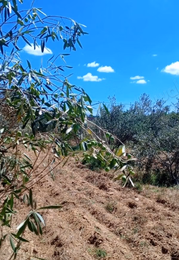 Granja en venta en Sidi Allal El Bahraoui. Superficie total 18000 m²