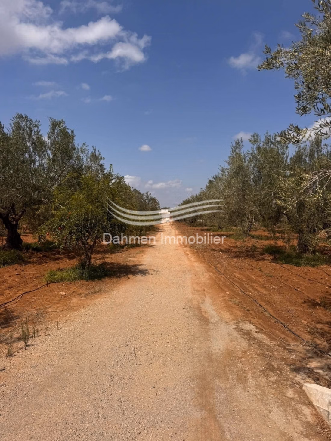 À vendre senia agricole à route kondar