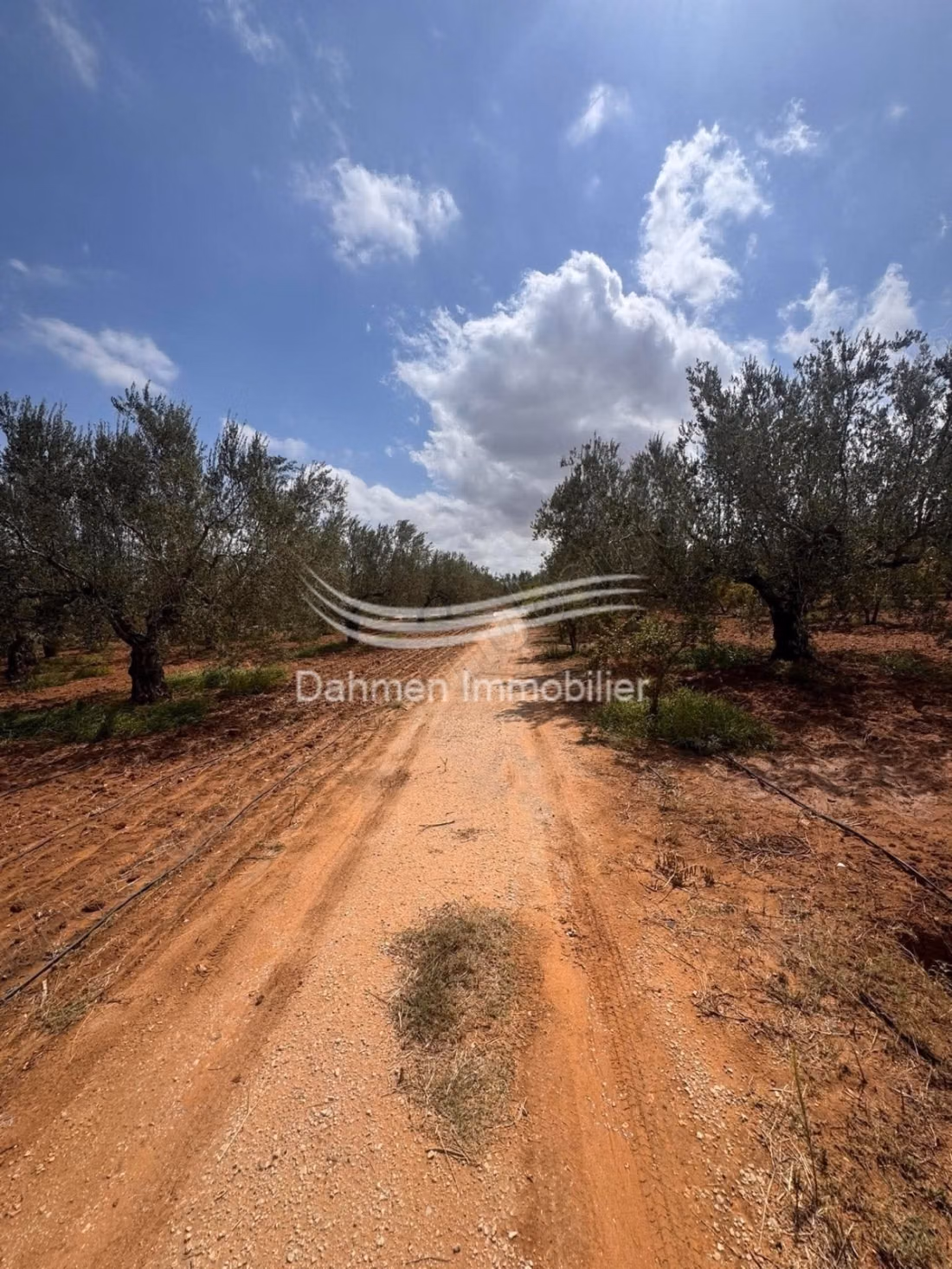 À vendre senia agricole à route kondar