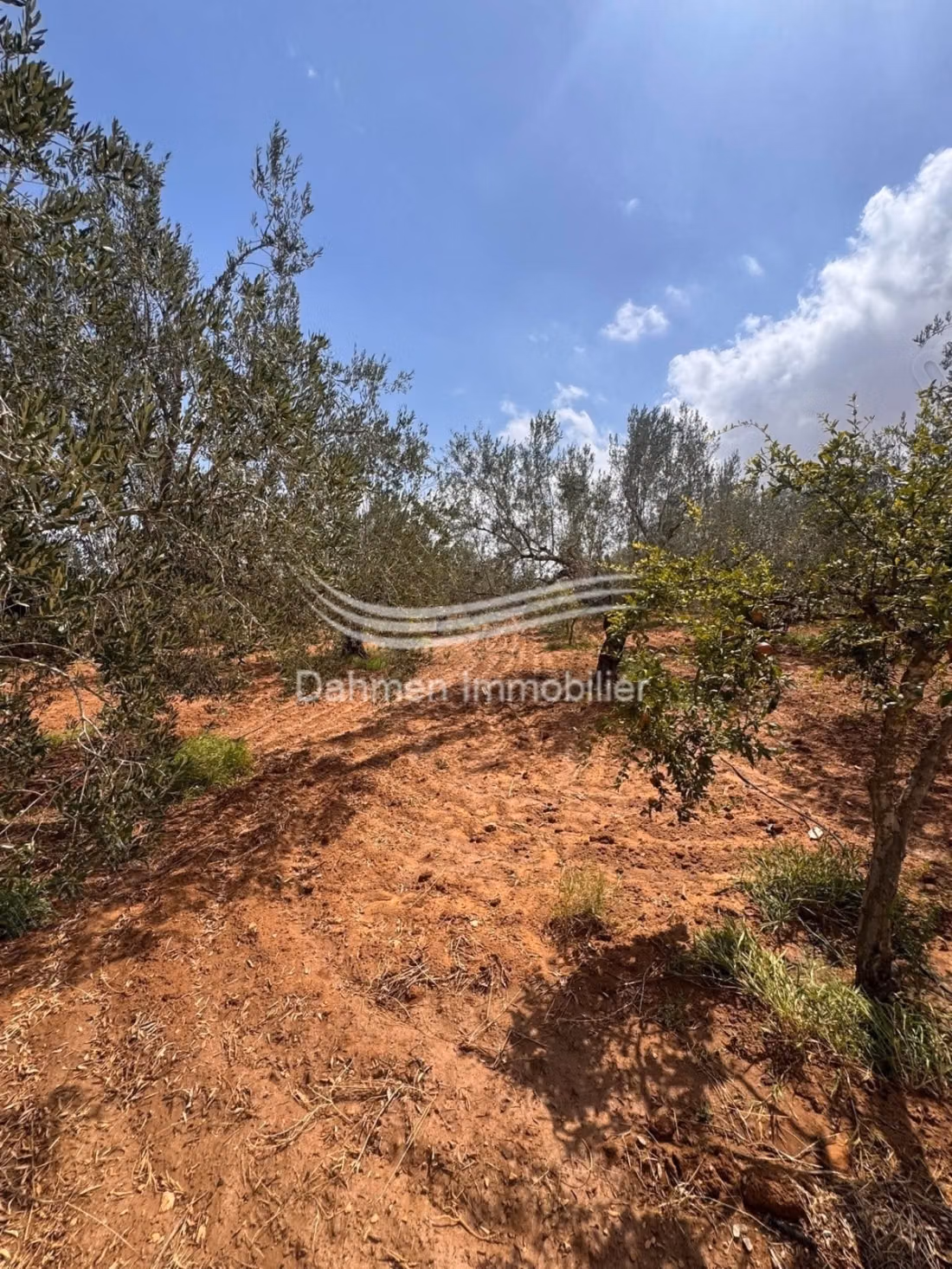 À vendre senia agricole à route kondar