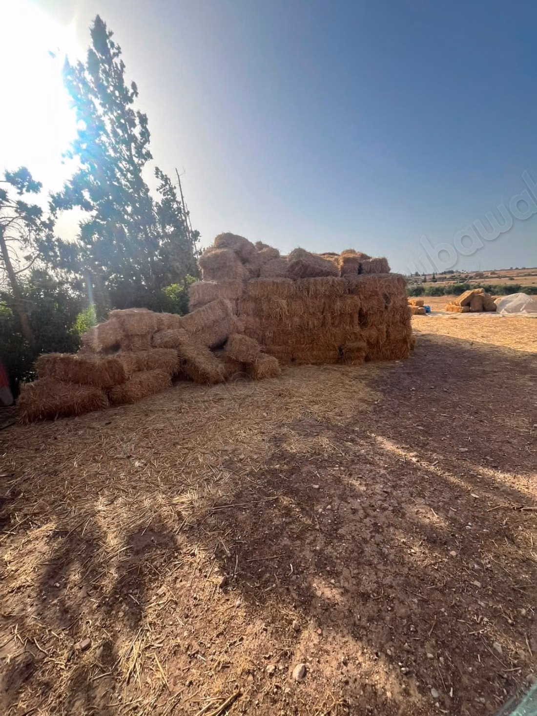 Ferme titré 10 ha à Ouled said 
province de settat