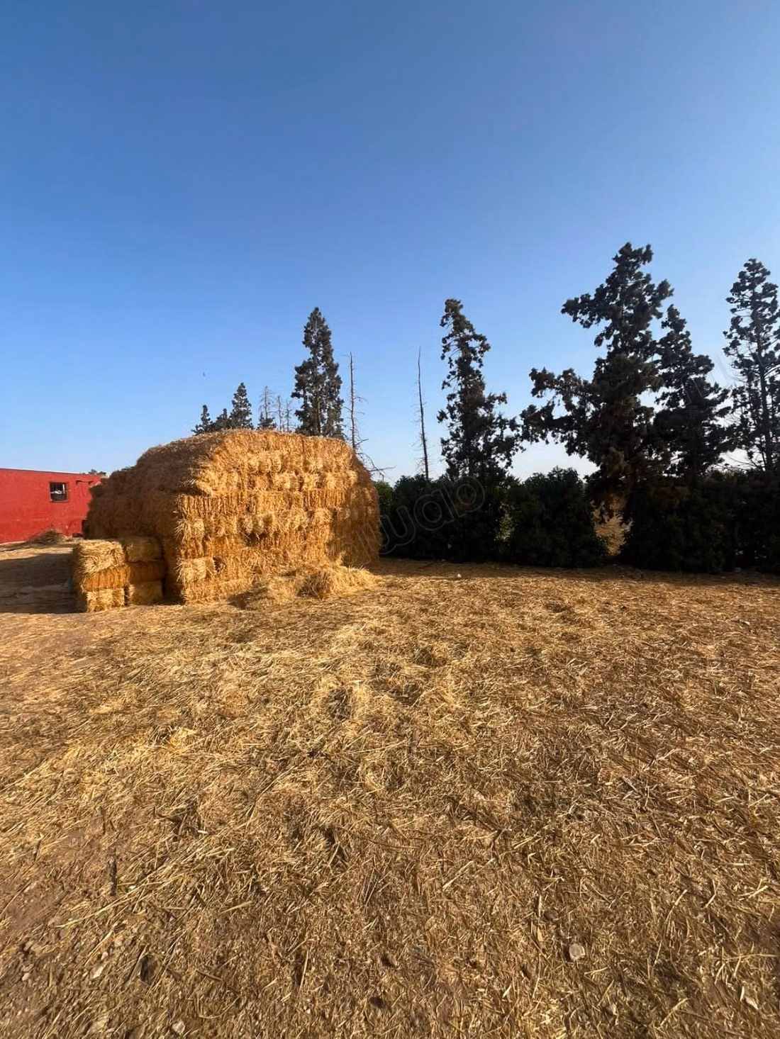 Ferme titré 10 ha à Ouled said 
province de settat