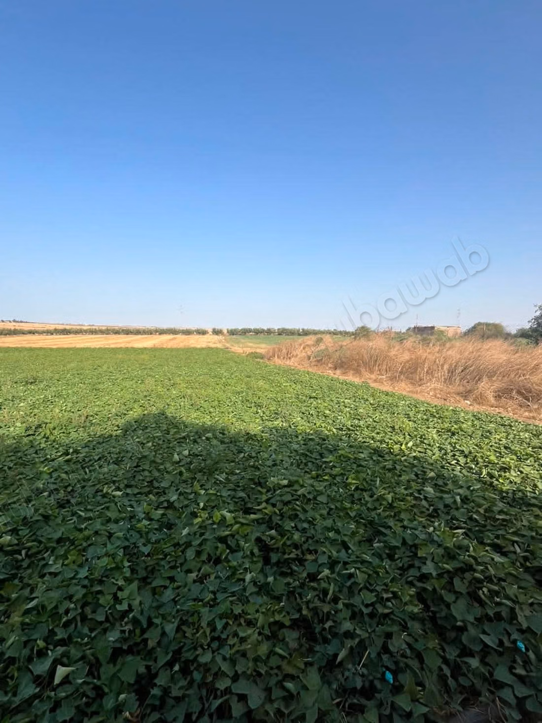 Ferme titré 10 ha à Ouled said 
province de settat