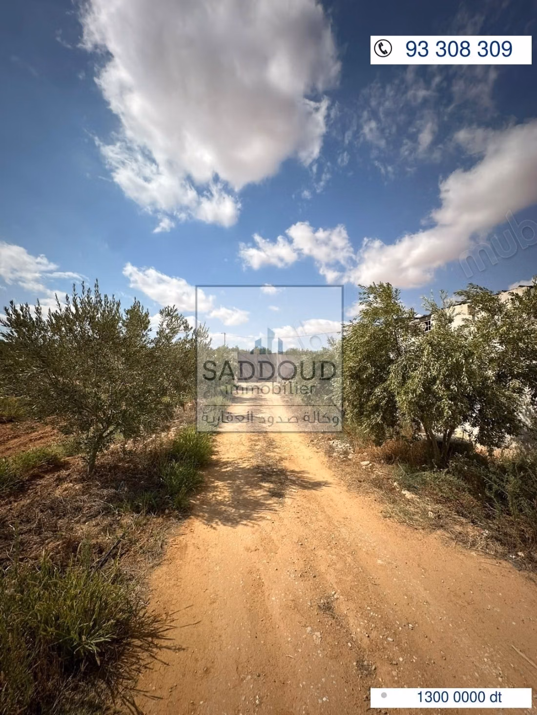 Agricultural land for sale – Route El Ain Km 16