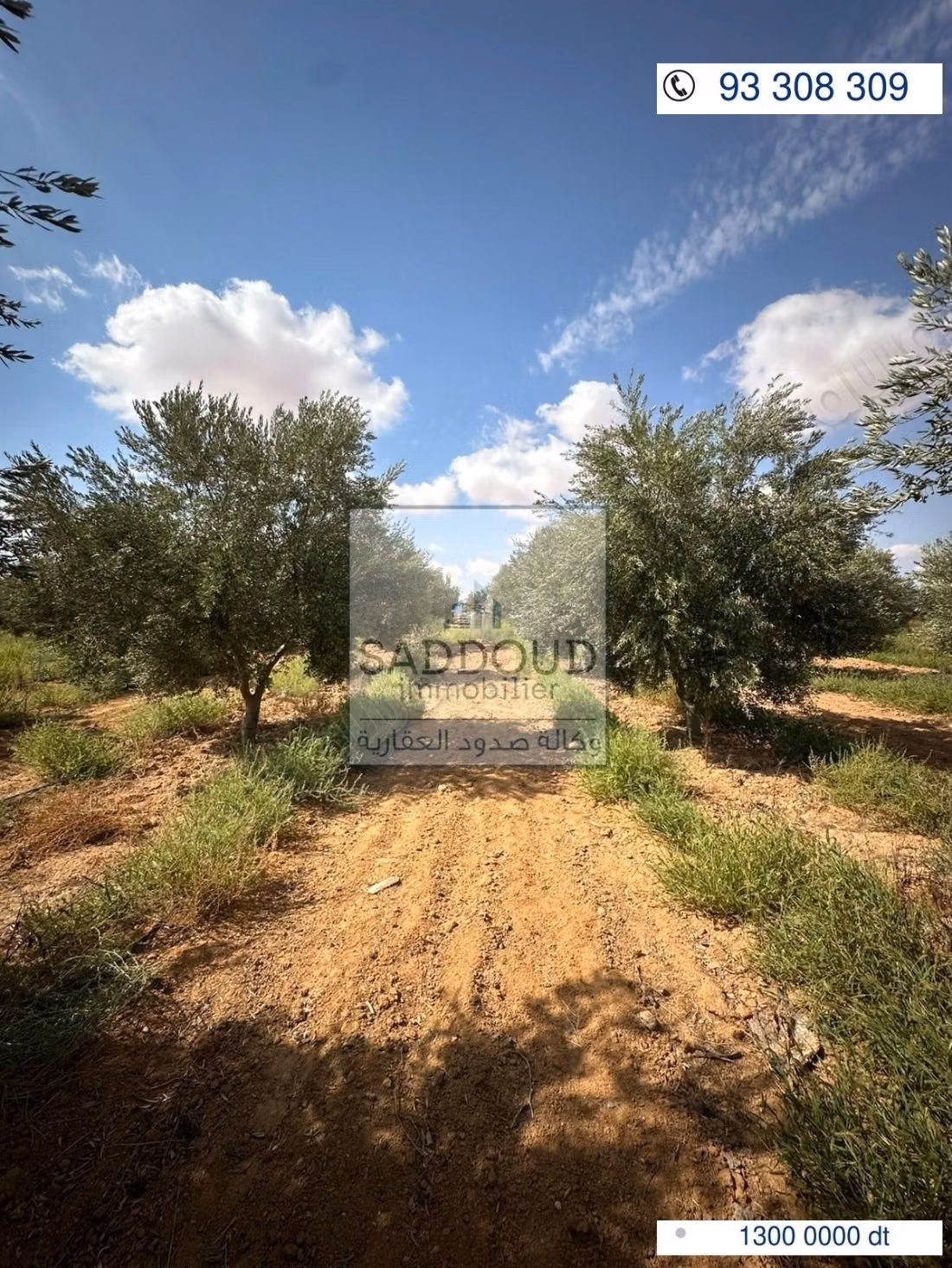 Agricultural land for sale – Route El Ain Km 16