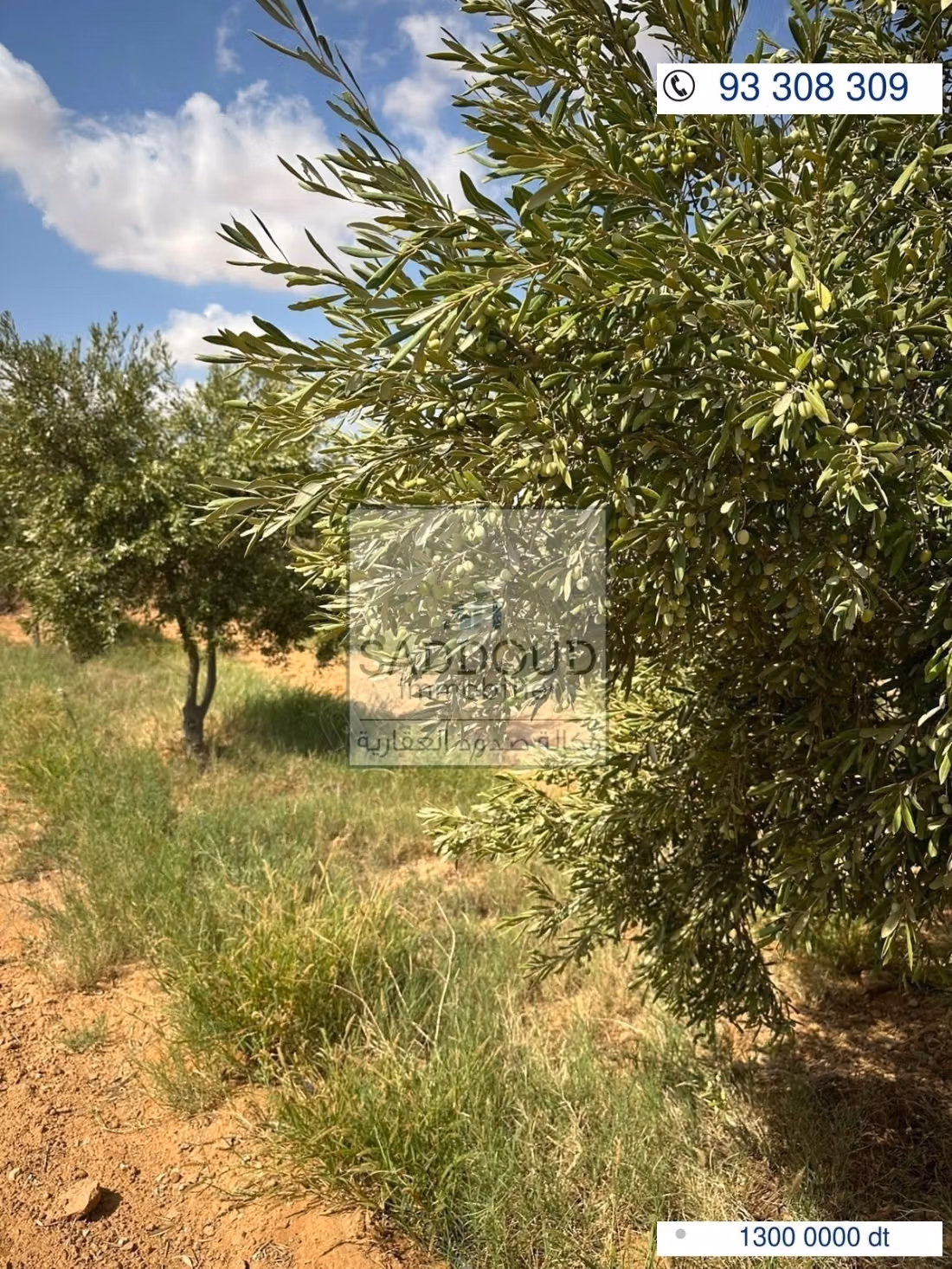 Agricultural land for sale – Route El Ain Km 16