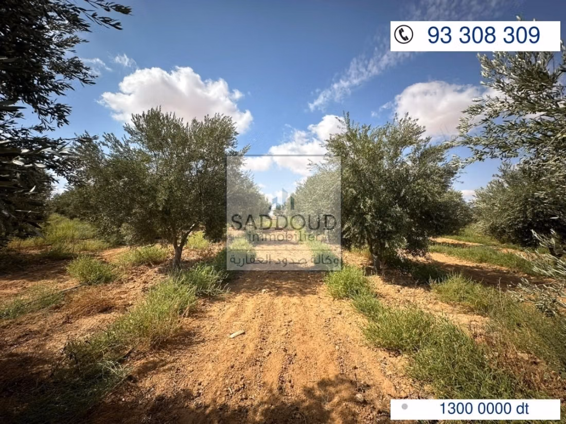 Agricultural land for sale – Route El Ain Km 16