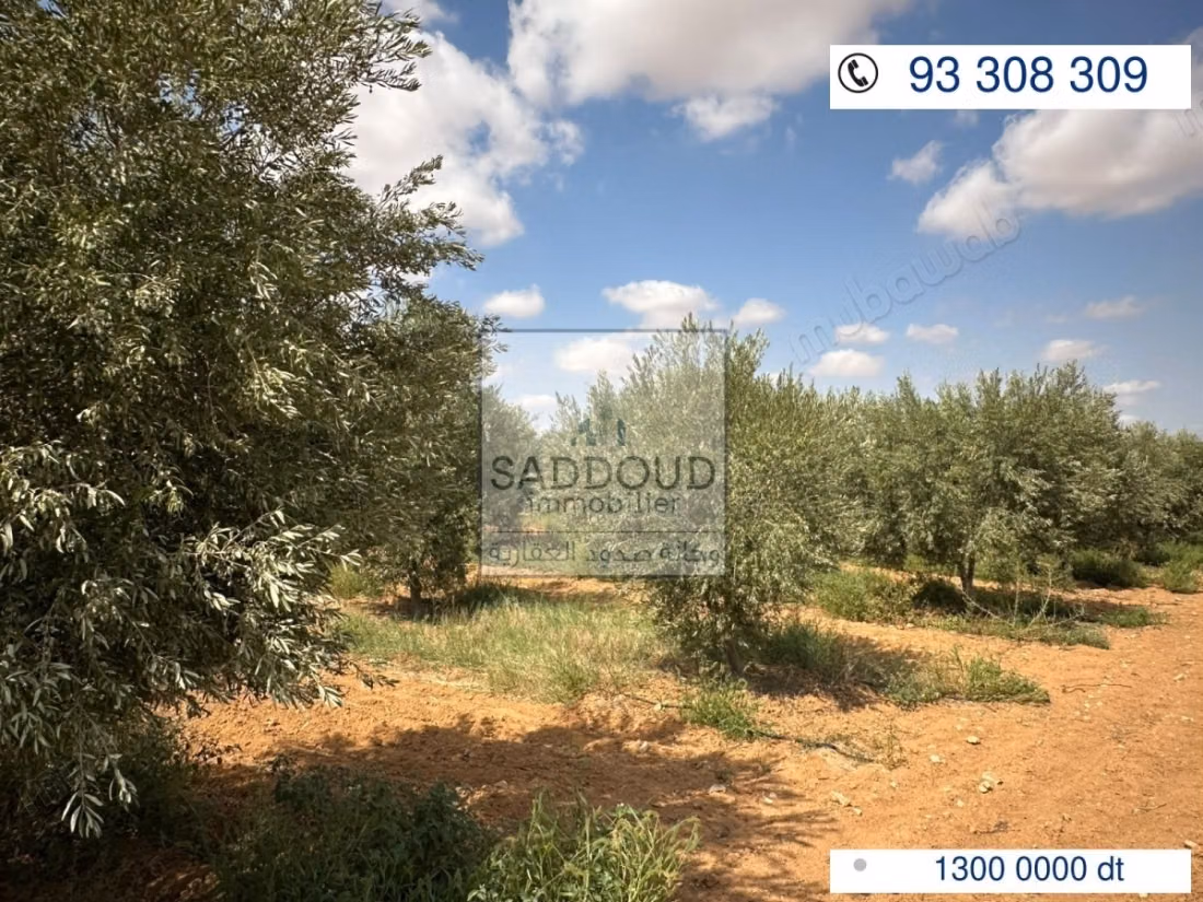 Agricultural land for sale – Route El Ain Km 16