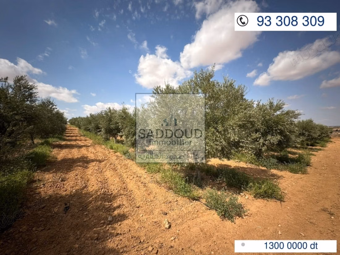 Agricultural land for sale – Route El Ain Km 16