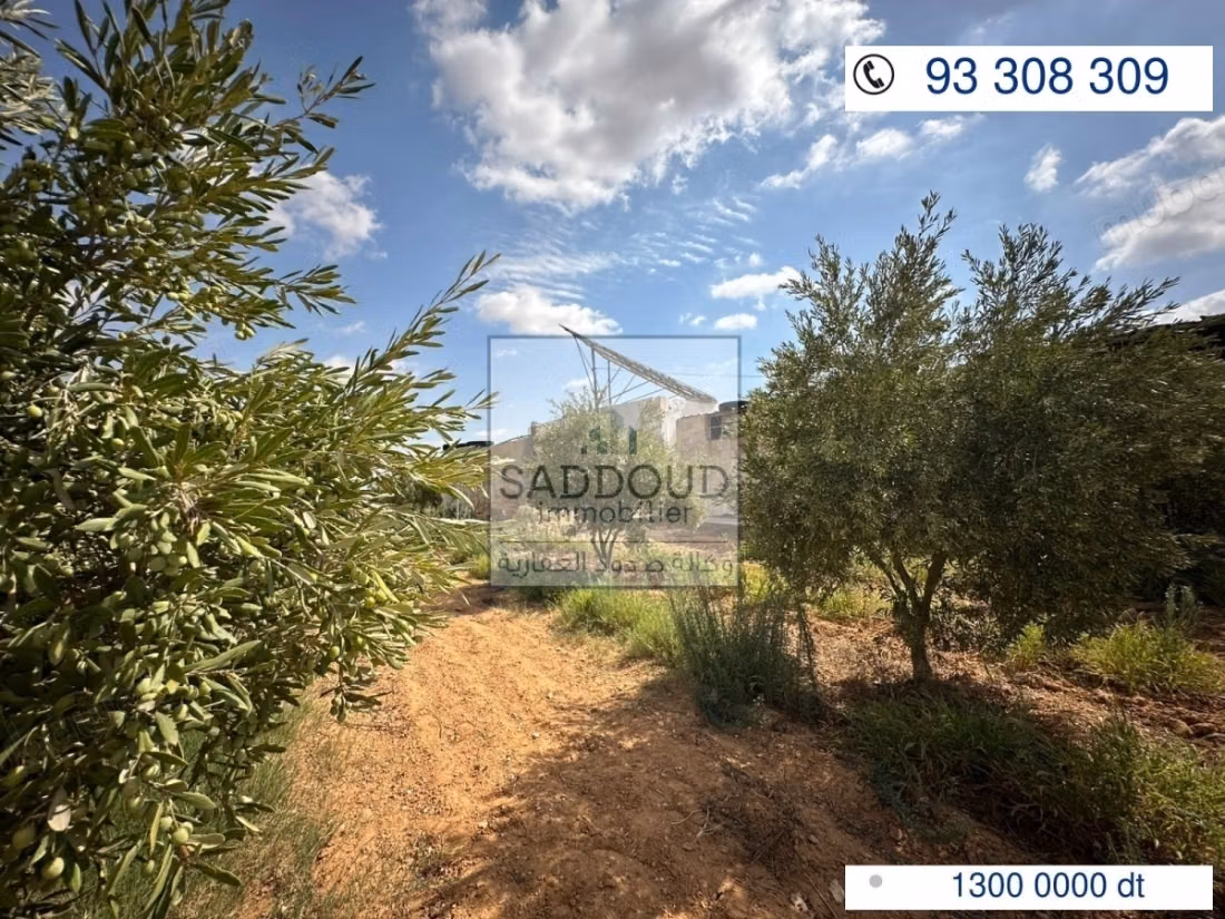 Agricultural land for sale – Route El Ain Km 16