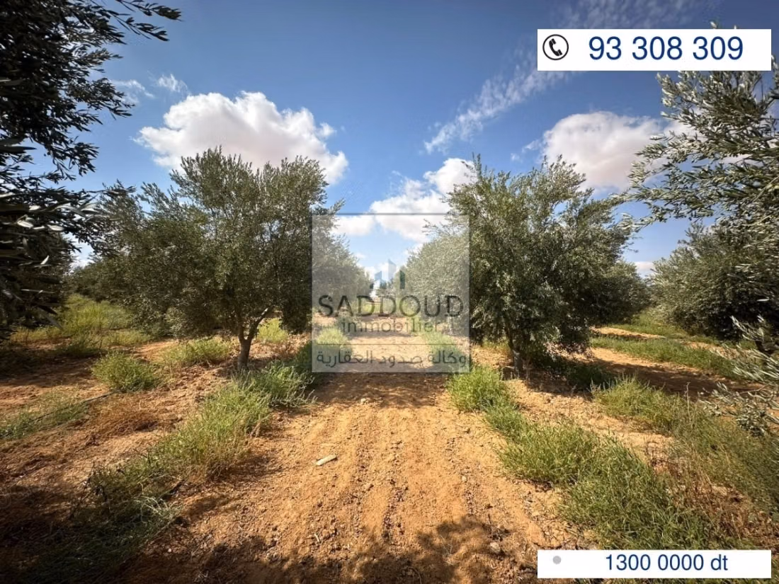 Agricultural land for sale – Route El Ain Km 16