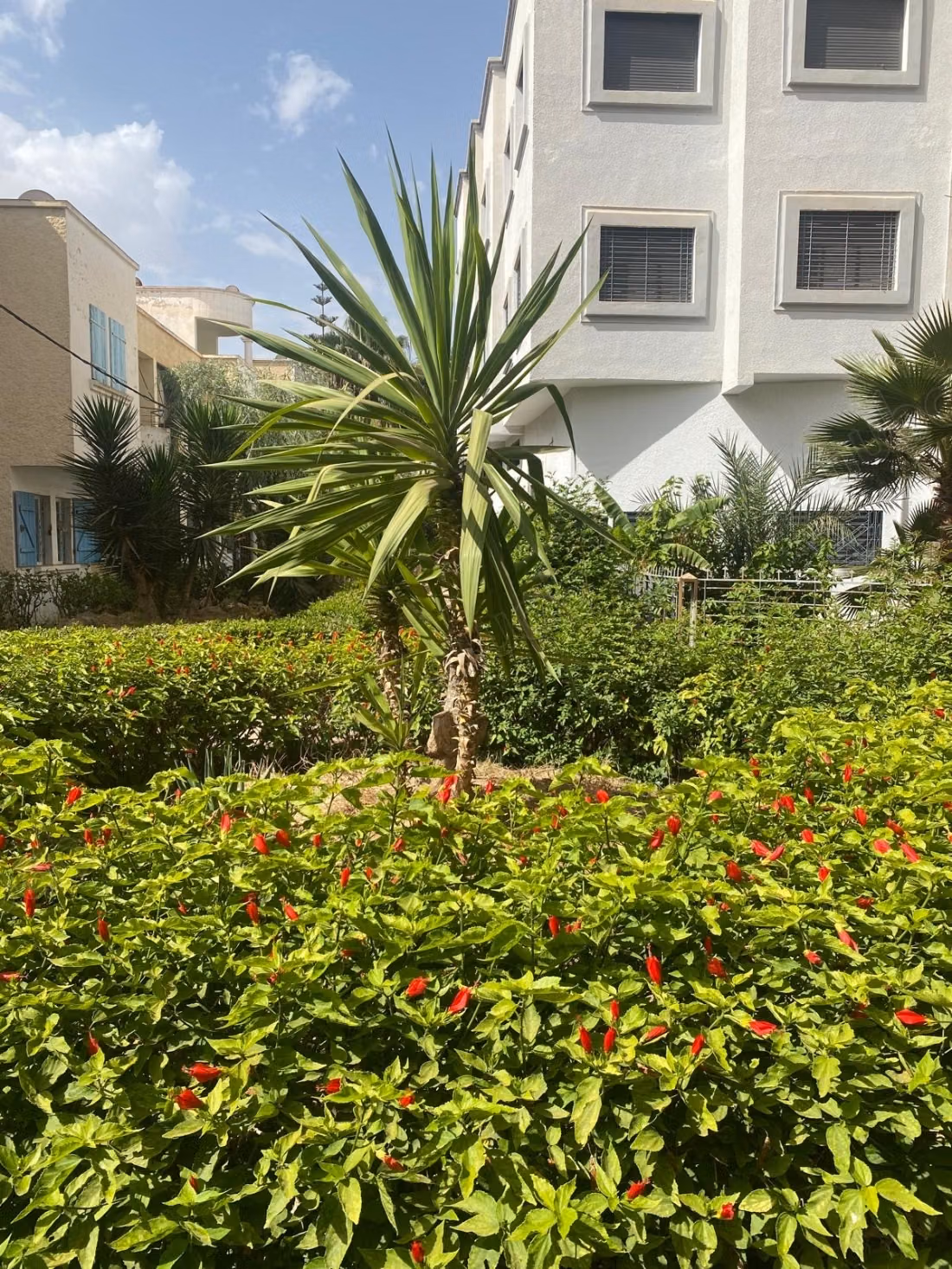Selling an apartment in Saïdia. 3 comfortable rooms. Furnished