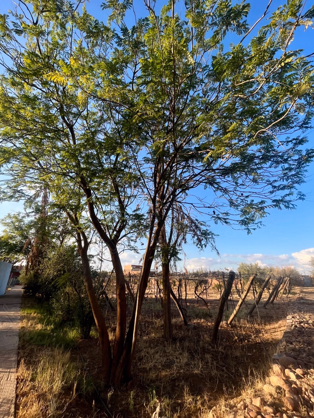 Farm for sale in Route de Ouarzazate.
Large area 7200 m²