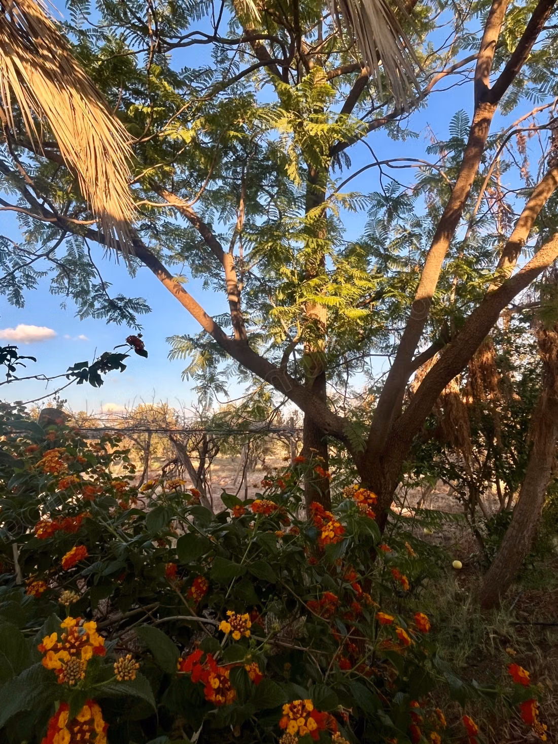 Farm for sale in Route de Ouarzazate.
Large area 7200 m²