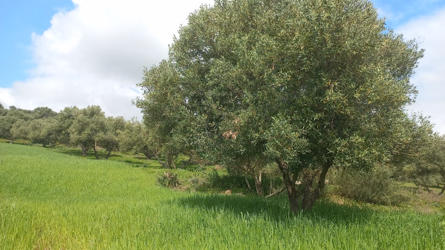 Vente de terrain dans le vieux marché. Superficie totale de 4000 m²