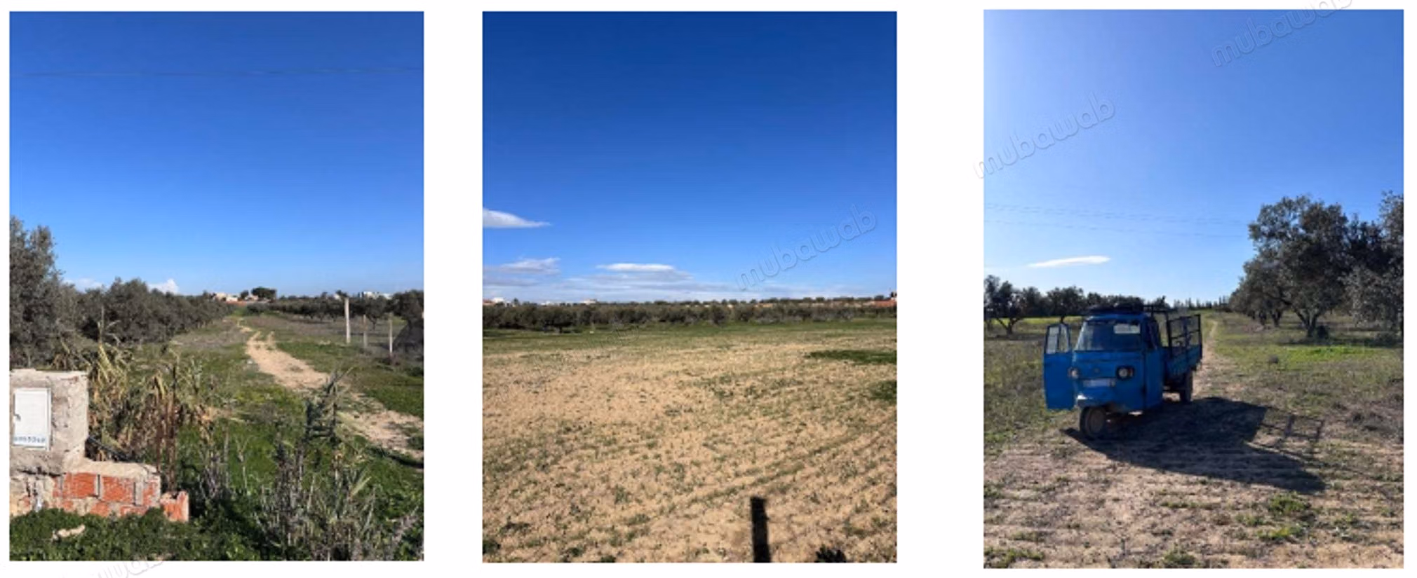 À vendre – terrain agricole de 1 hectare à birine