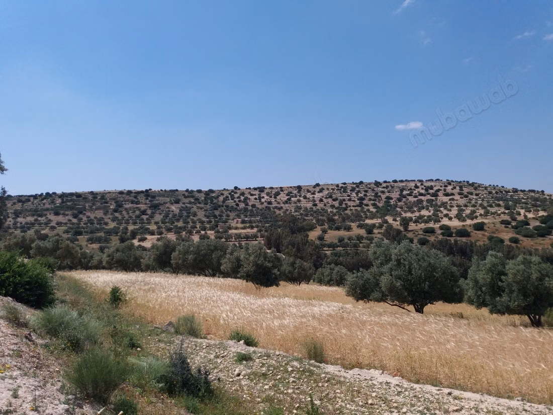 Terrain Agricole à vendre entre Tlet Hanchan et