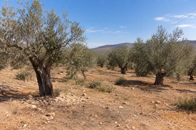 Grond te koop aan de weg naar Ourzazate. Oppervlakte 150.000 m²
