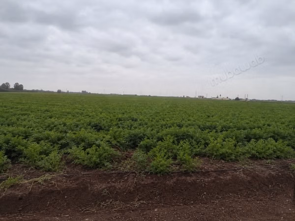 Tirin agricoltura 6 ettari titolo di proprietà