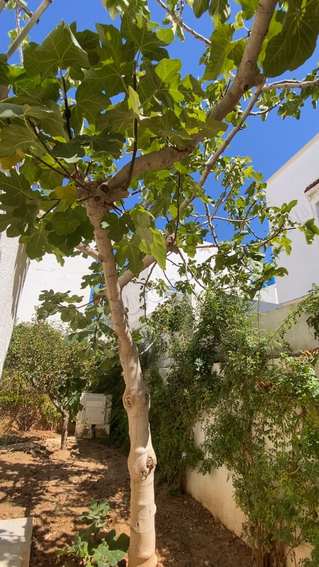 Villa spaziosa e vicino al mare in vendita