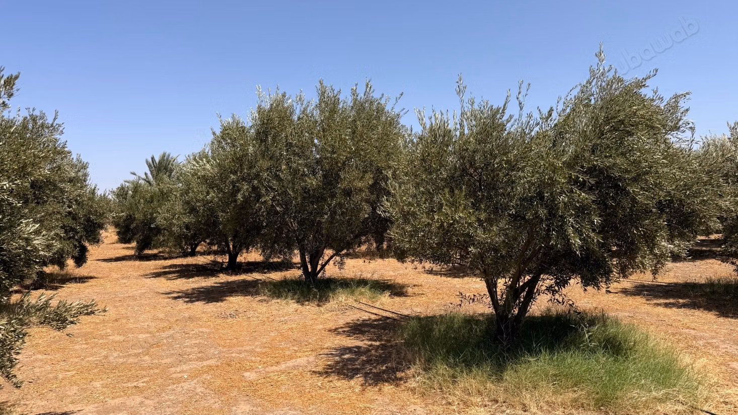 Terrain d’1 hectare avec permis de construire – Route de Casablanca, Marrakech