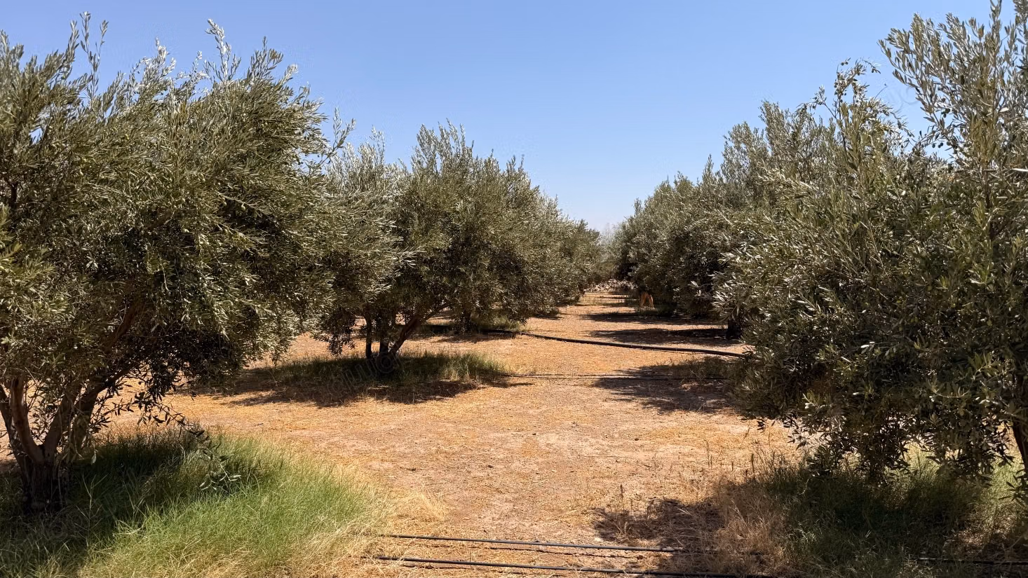 Terrain d’1 hectare avec permis de construire – Route de Casablanca, Marrakech