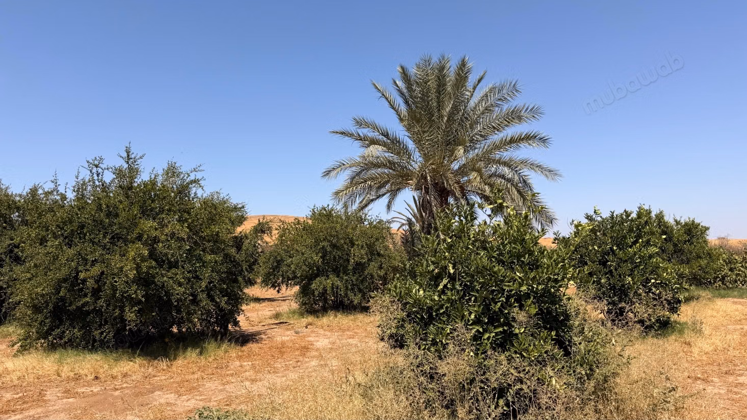 Terrain d’1 hectare avec permis de construire – Route de Casablanca, Marrakech