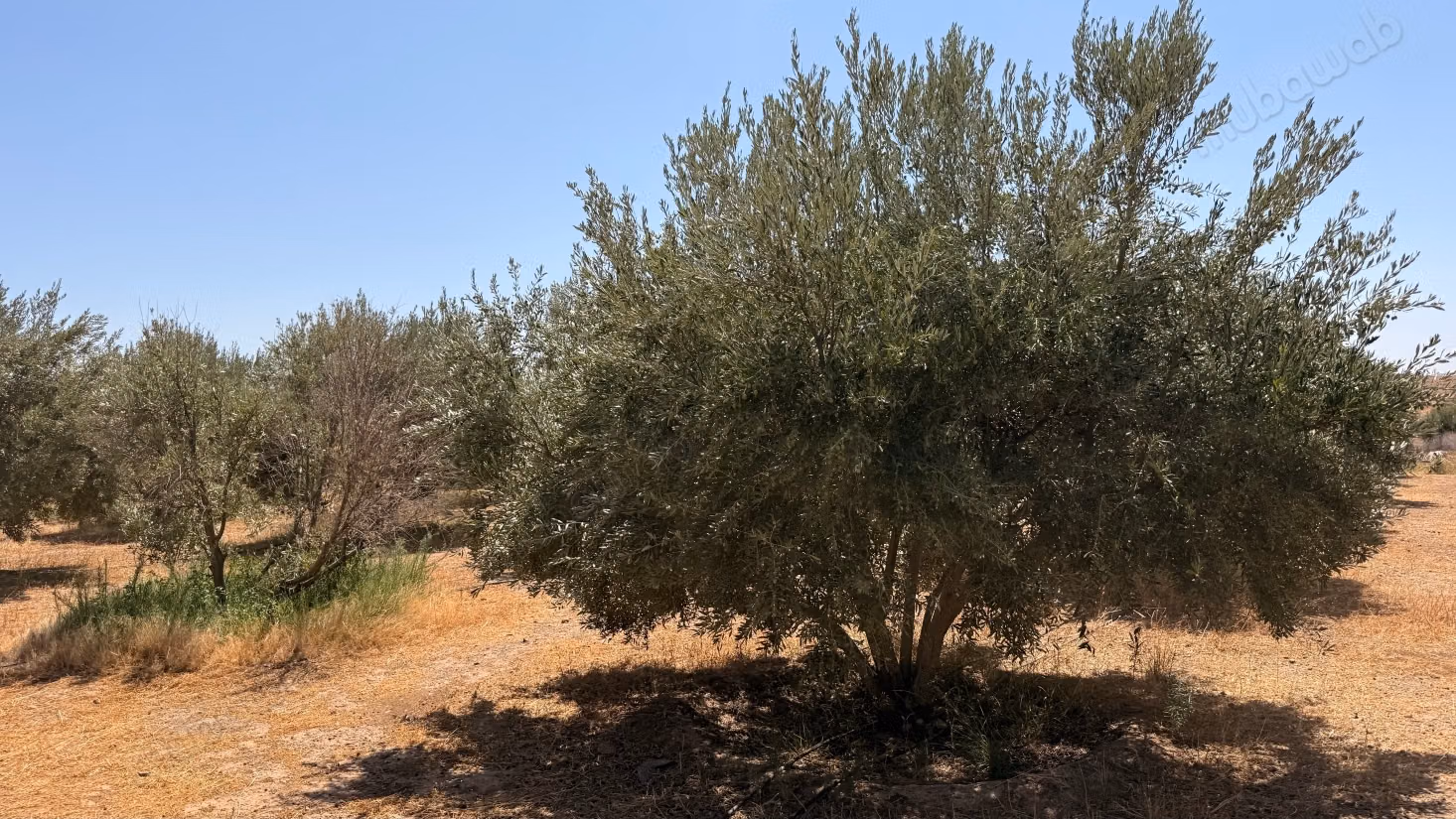 Terrain d’1 hectare avec permis de construire – Route de Casablanca, Marrakech