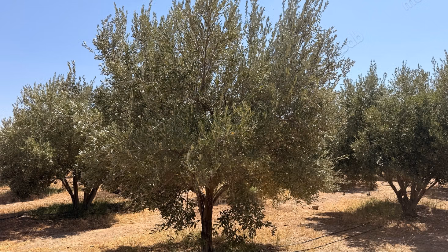 Terrain d’1 hectare avec permis de construire – Route de Casablanca, Marrakech