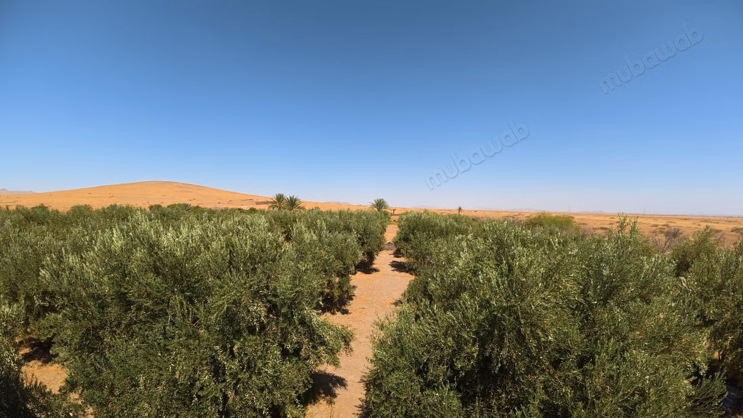 Terrain d’1 hectare avec permis de construire – Route de Casablanca, Marrakech