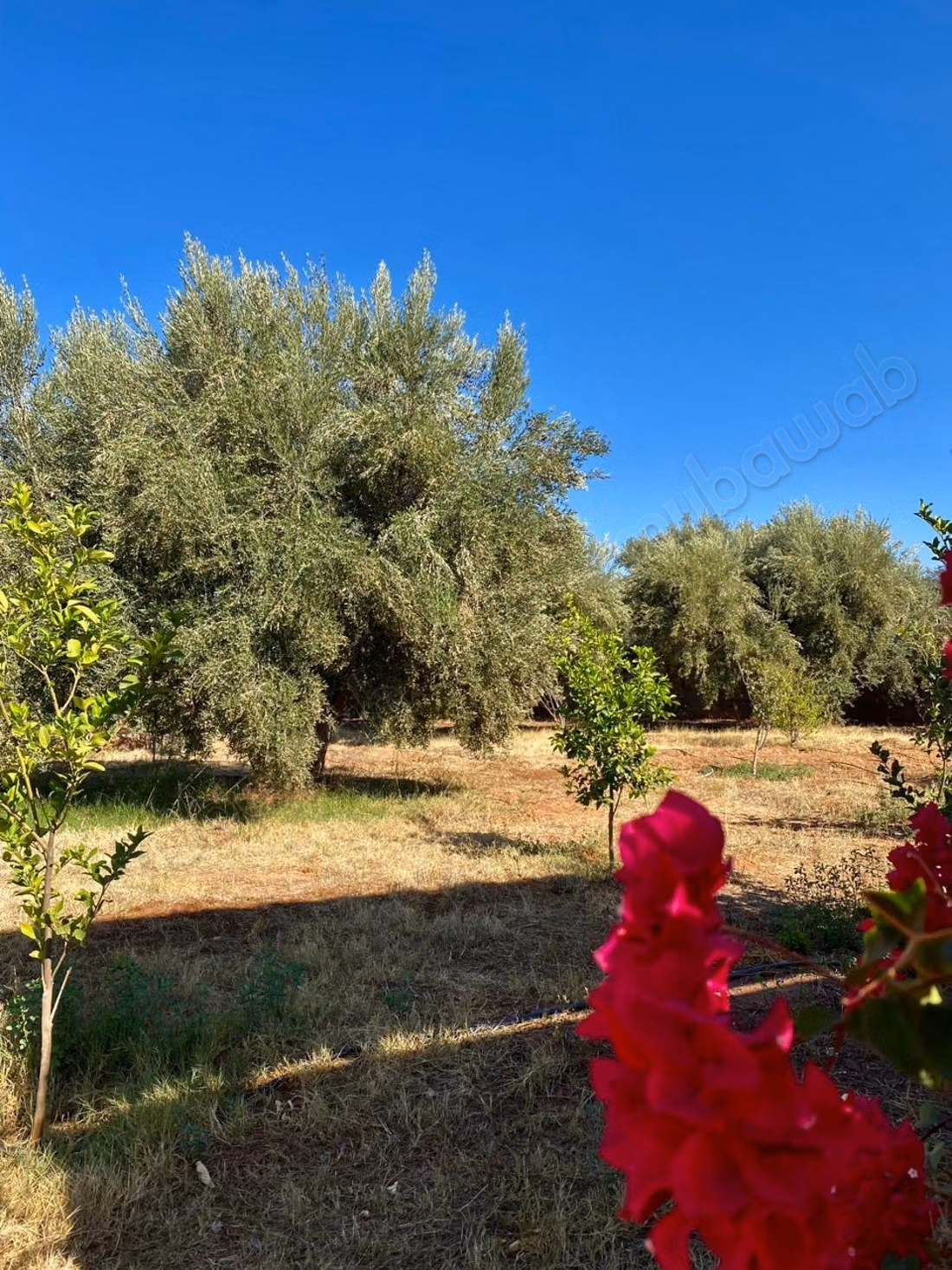 Beautiful farm for sale on Ourika Road