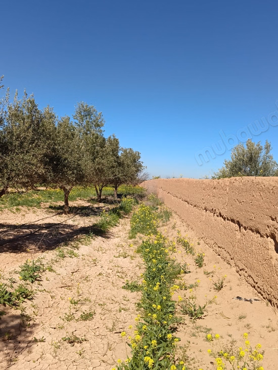 Ferme Marrakech 6 hectares titré