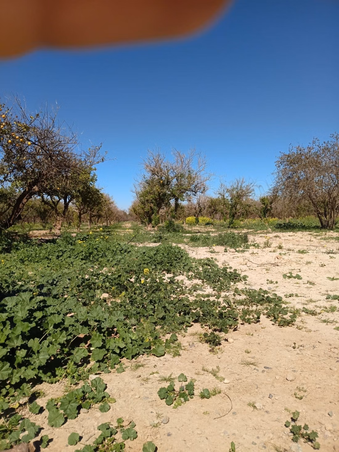 Ferme Marrakech 6 hectares titré
