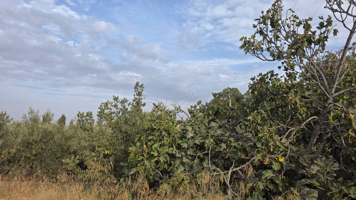 Pleasant farm for sale 6 km from Lalla Takarkoust. Total area 50,000 m². Gated community
