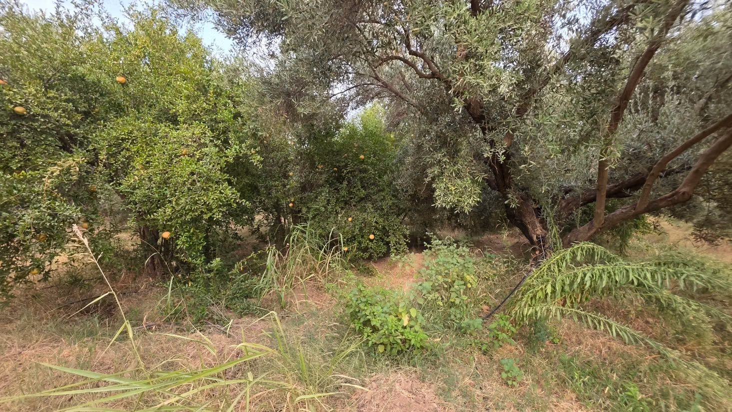 Pleasant farm for sale 6 km from Lalla Takarkoust. Total area 50,000 m². Gated community