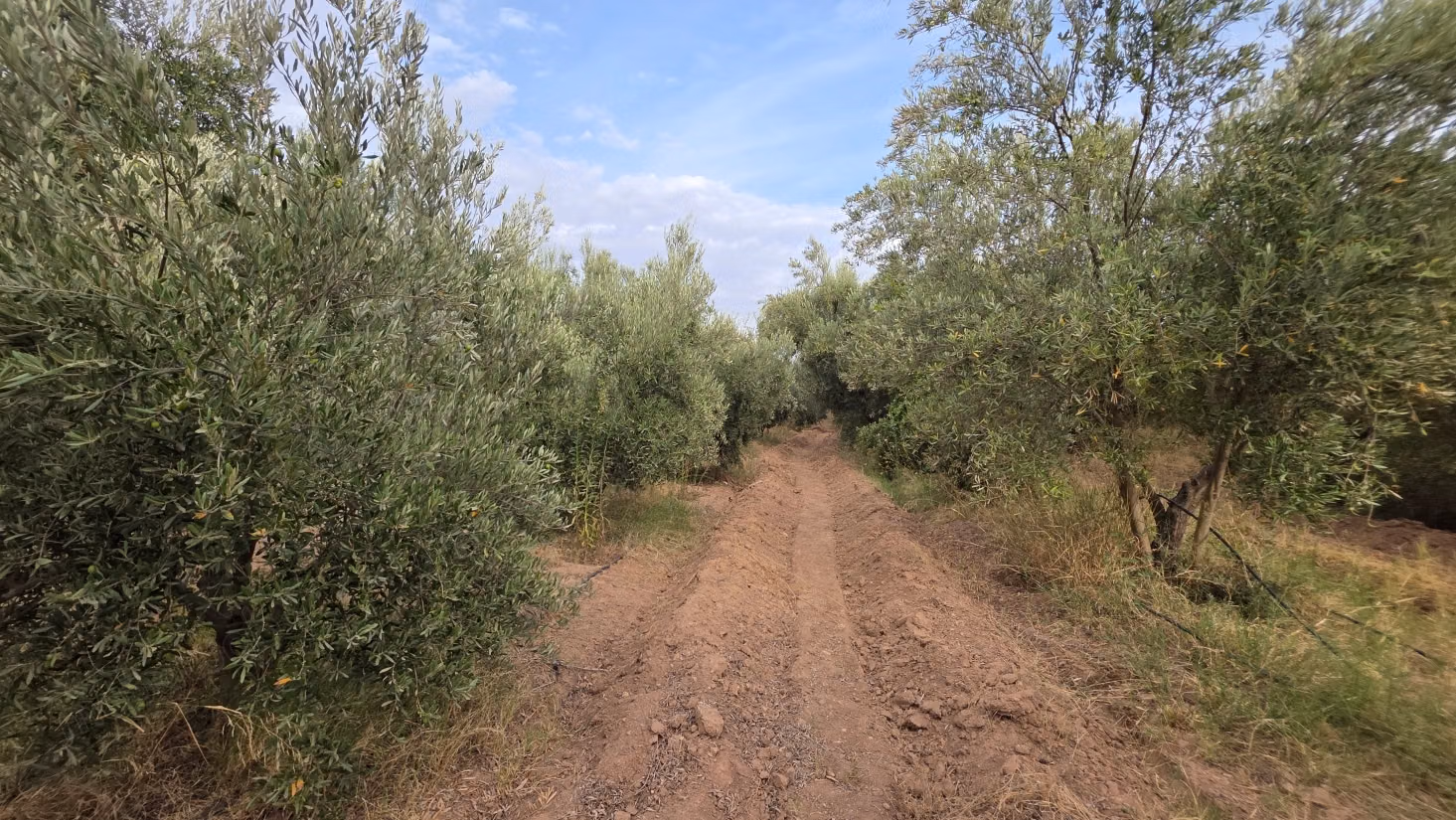 Pleasant farm for sale 6 km from Lalla Takarkoust. Total area 50,000 m². Gated community