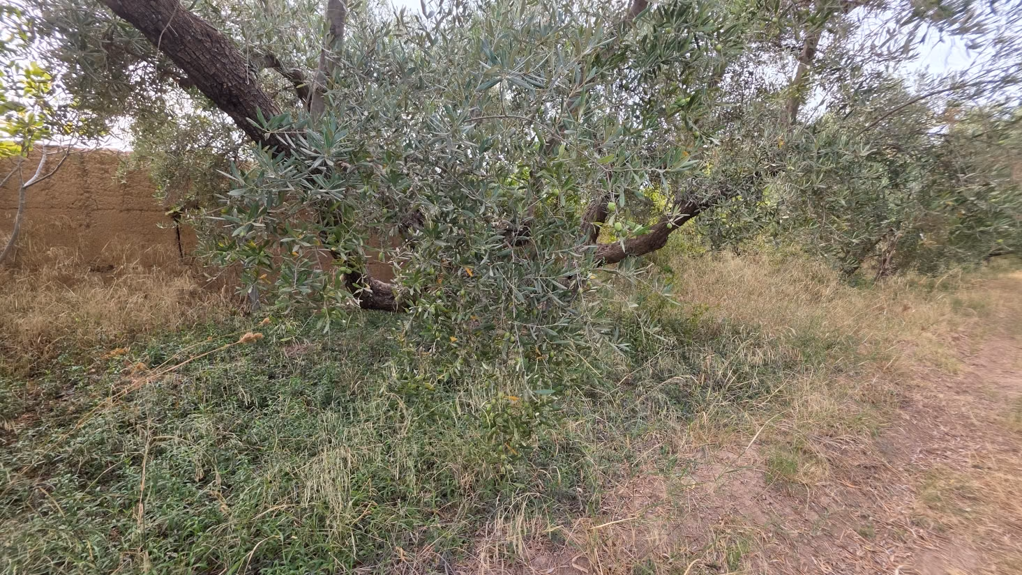 Pleasant farm for sale 6 km from Lalla Takarkoust. Total area 50,000 m². Gated community