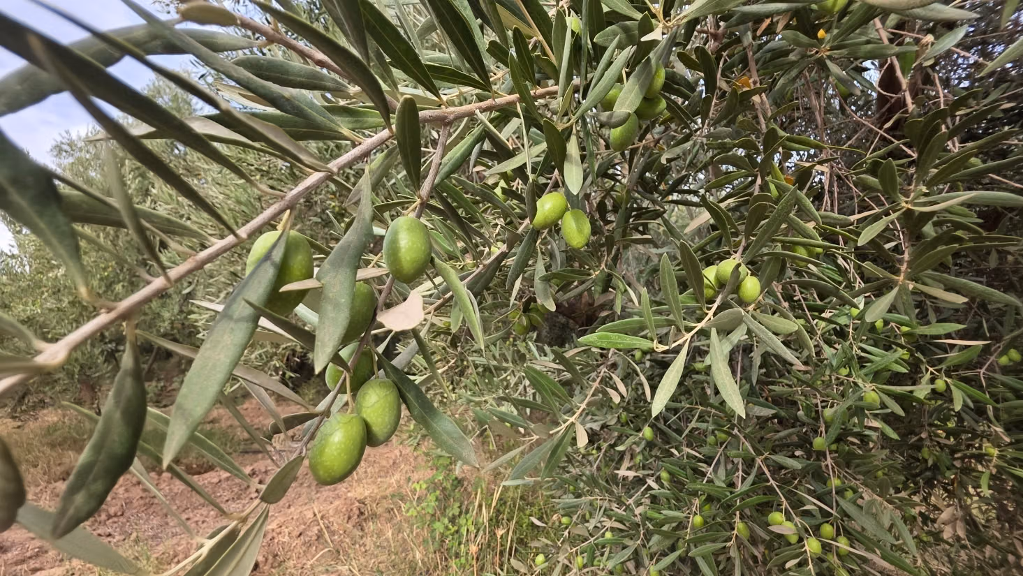 Pleasant farm for sale 6 km from Lalla Takarkoust. Total area 50,000 m². Gated community